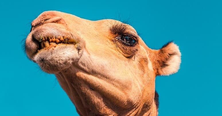 Dubai Desert Camel Safari & BBQ with Desert Knight