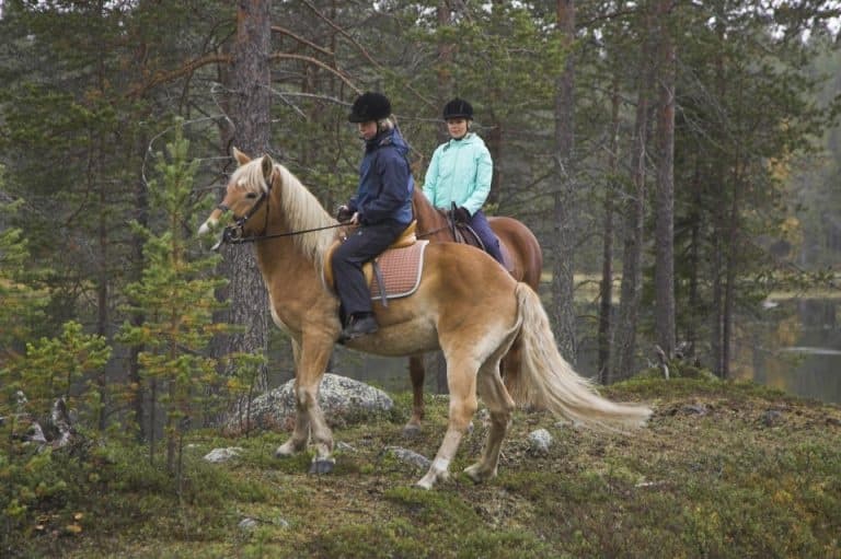 Experience Finn Horse Trail Riding in Sirkka’s Pristine Forests