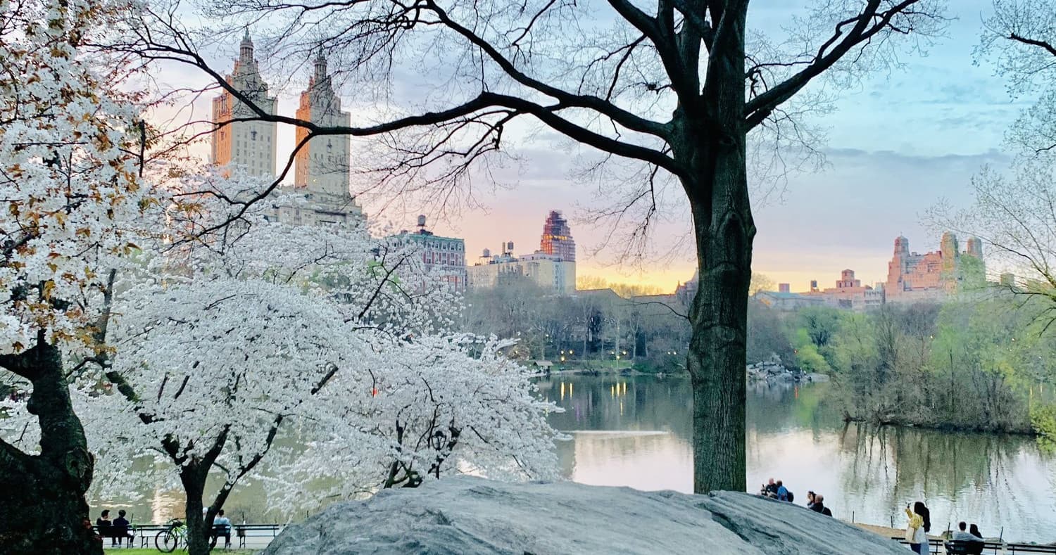 Strollers enjoying spring blossoms in Central Park with skyline sunrise