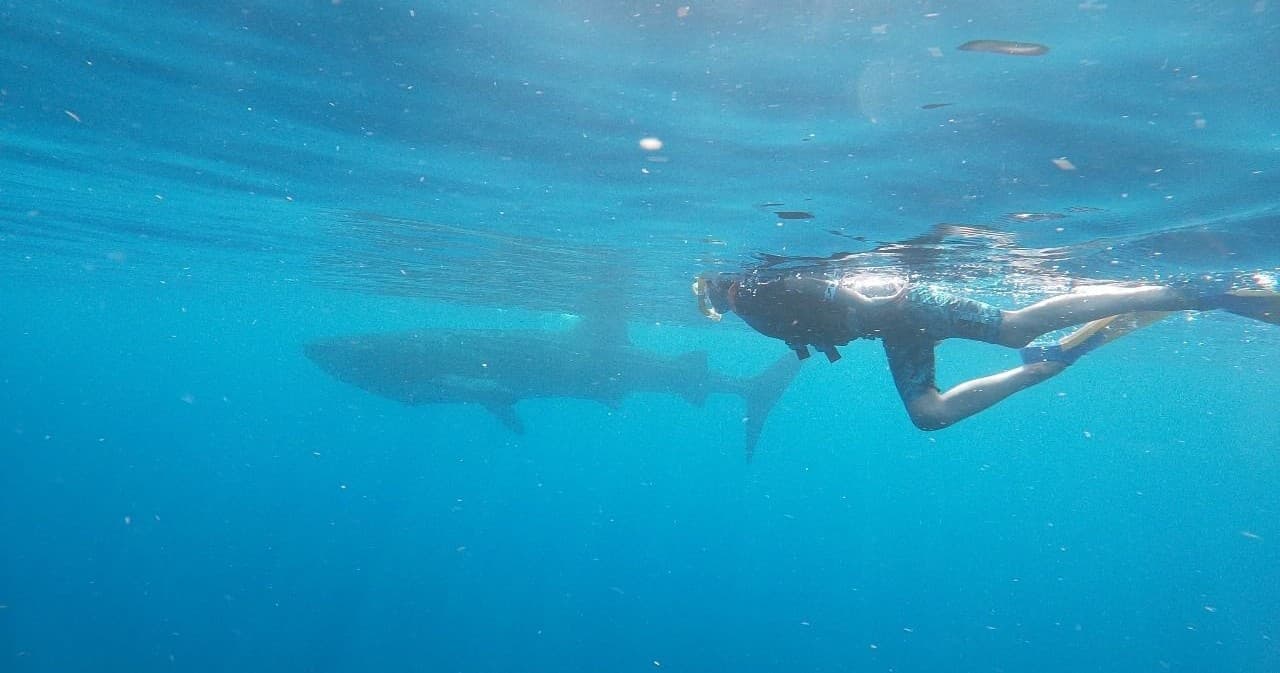 Swim with Whale Sharks with Whale Shark Tour Cancun