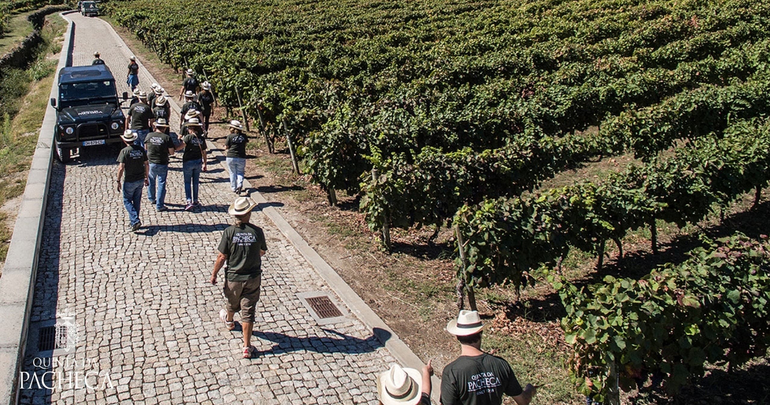 Harvest & Wine Tasting at Quinta da Pacheca