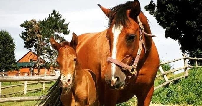 Farm & Animal Encounters at Von Doeler's Ranch