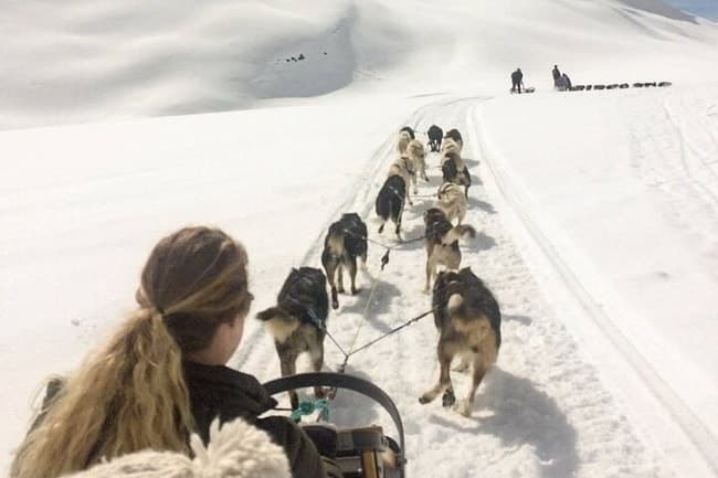 Run with the Pack: Private Dog Sledding & Animal Farm Adventure from Anchorage photo 1