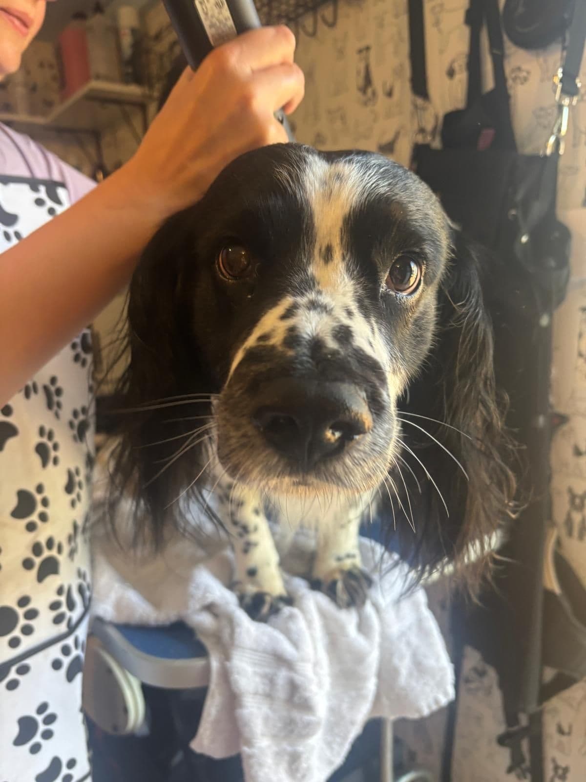 Pet Boarding Service at Poppy's Perfect Pups