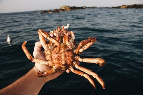 Fisherman holding fresh crab above coastal ocean during harvest