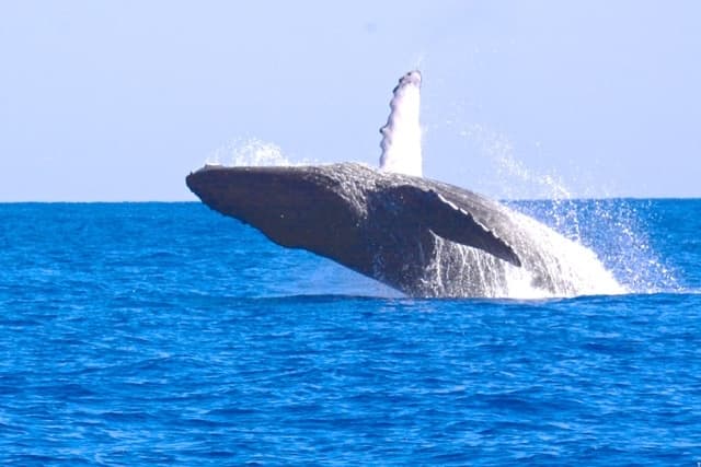 Kauai's West Side Whale & Dolphin Zodiac Adventure