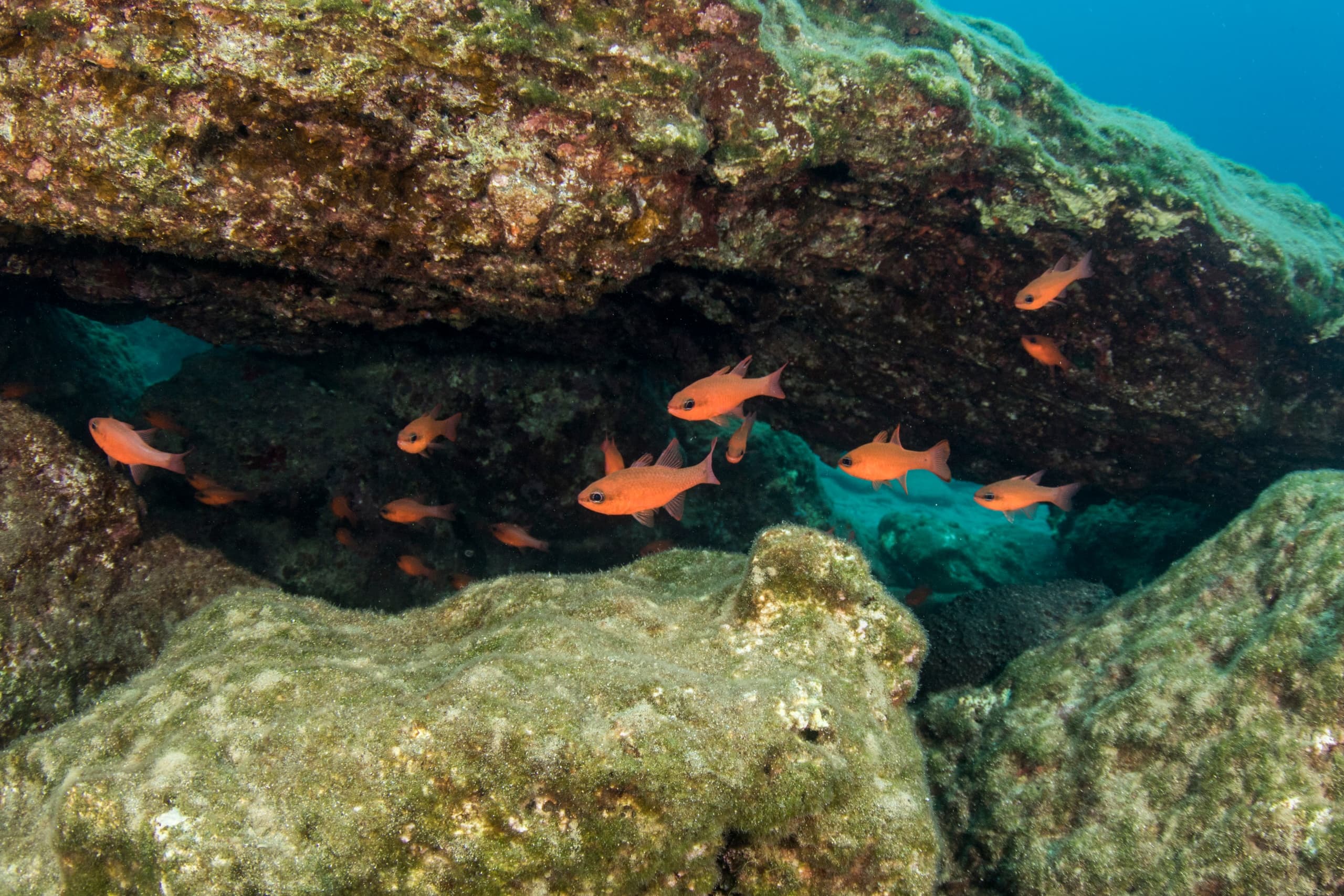 PADI Underwater Naturalist: Marine Biologist Dives with Dive2gether Crete in Plakias photo 2