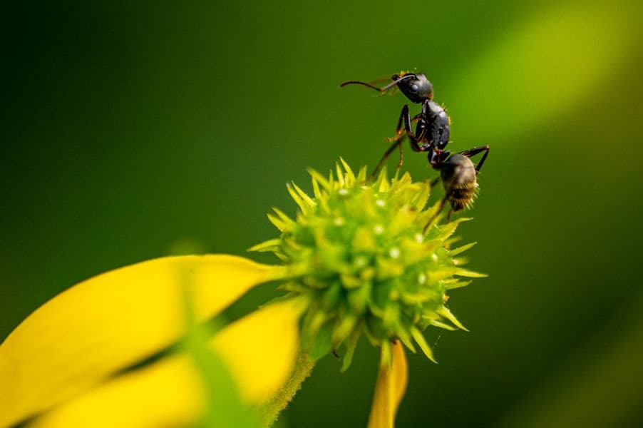 Macro Photography in Rock Creek Park with Washington Photo Safari