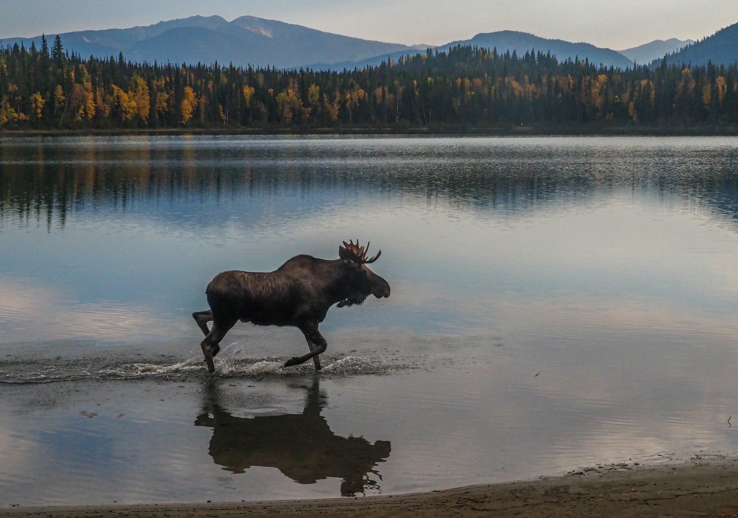 Moose wading in shallow lake with mountain reflection, wildlife