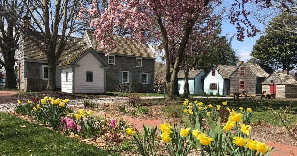 Historic Lewes cottages with spring daffodils and gardens