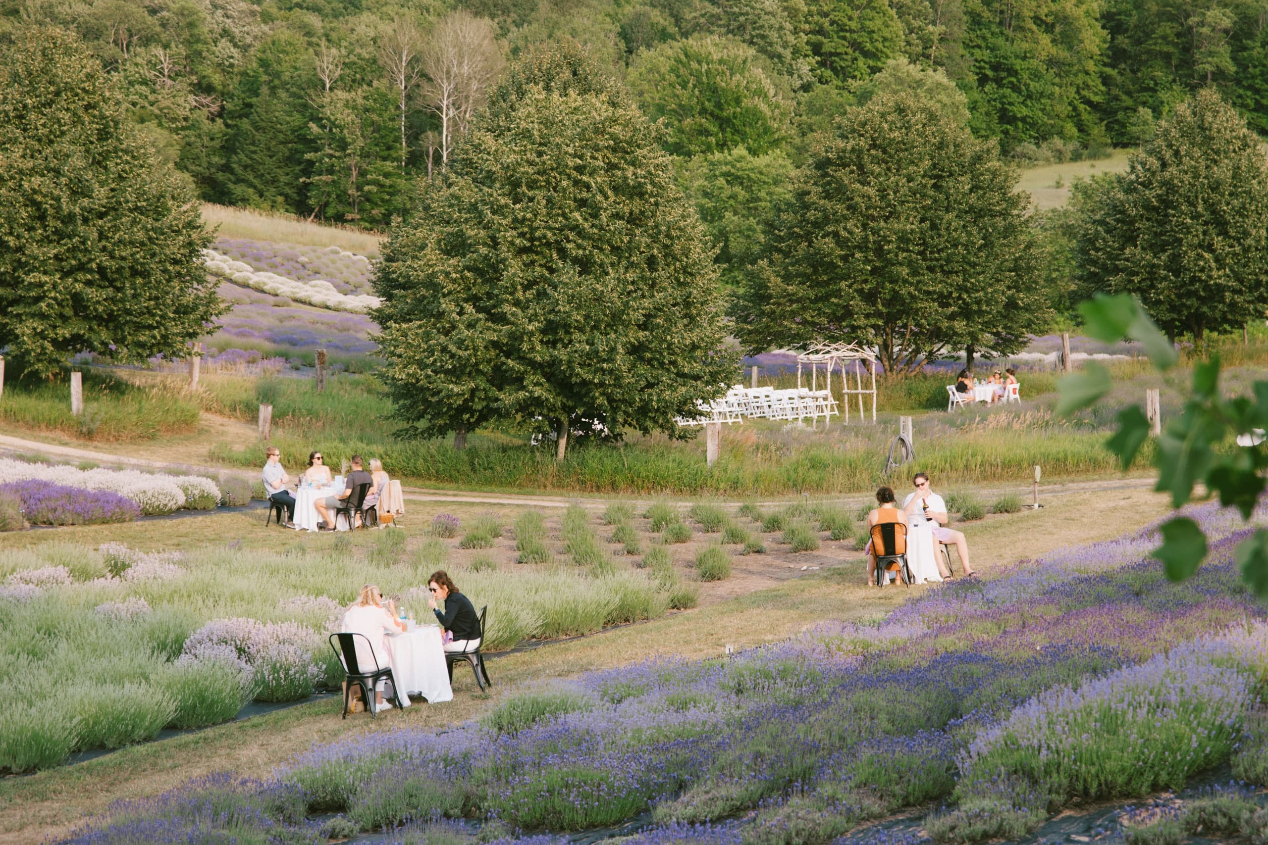 Dining in Lavender: Gourmet Evenings in Boyne City, MI
