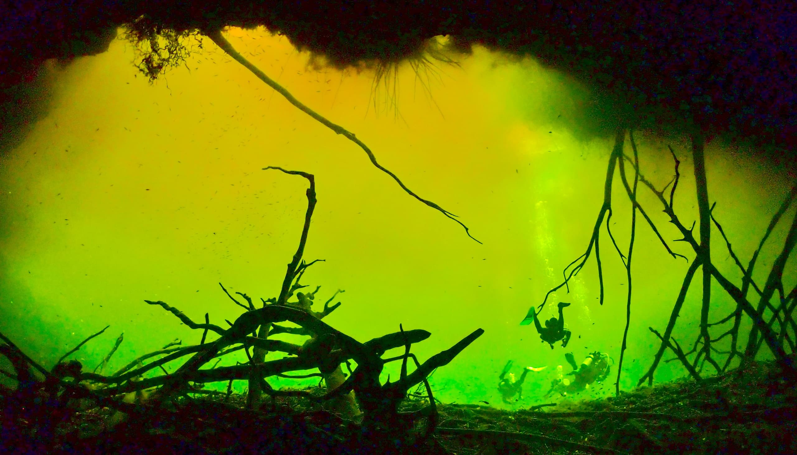 Dive the Mystical Cenotes with Mexidivers Tulum