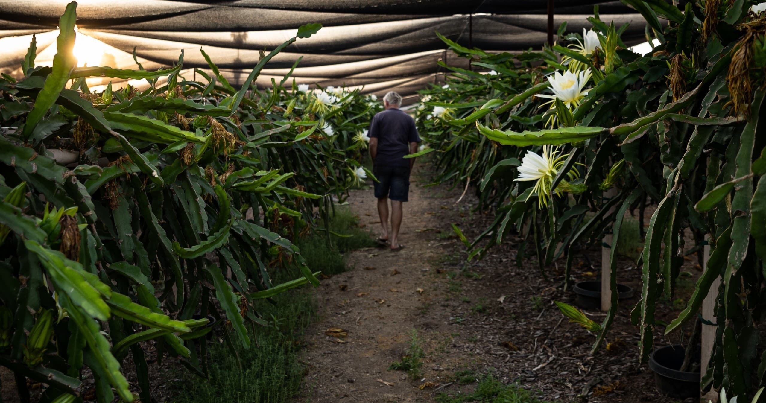 Person walking through dragon fruit orchard under shade netting