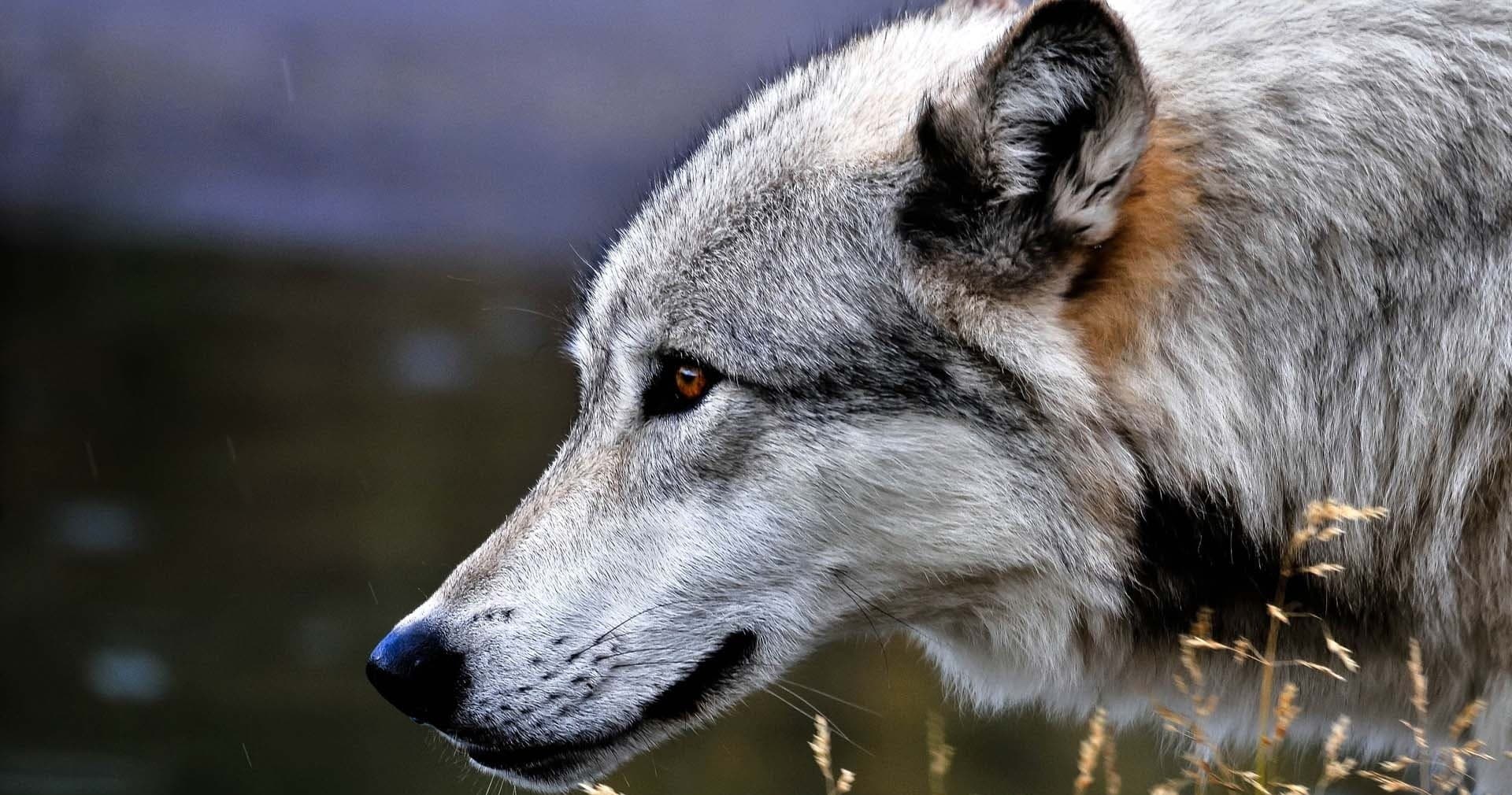 Wildlife Wildlife Tour with BrushBuck in Grand Teton & Yellowstone