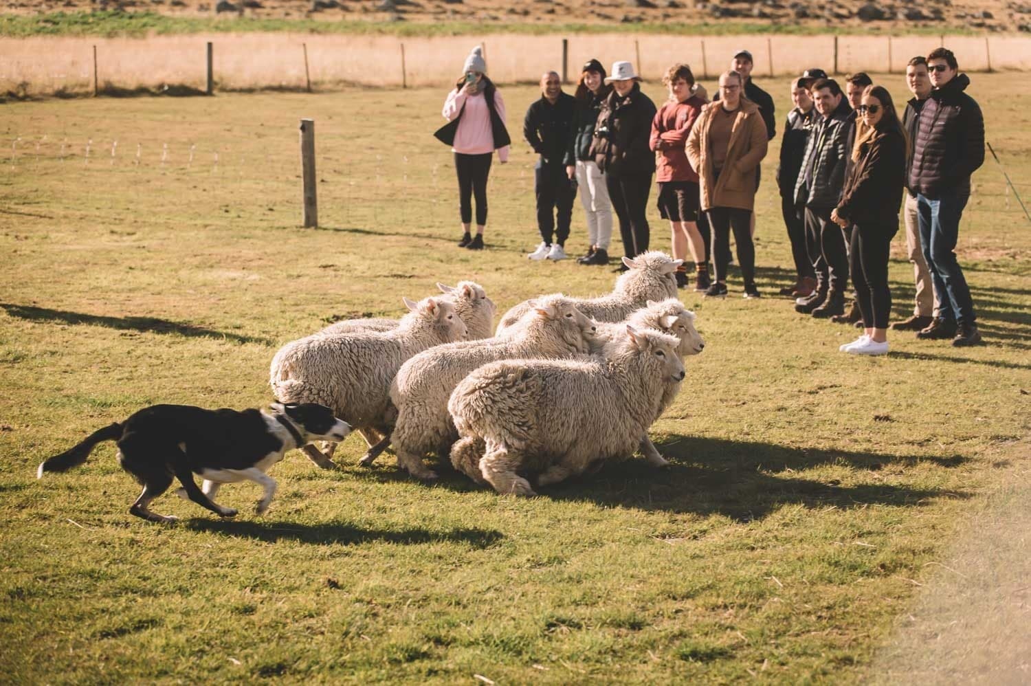 Real Country Farm Show — Sheepdogs, Whip-Cracking & Authentic Station Life near Queenstown photo 1