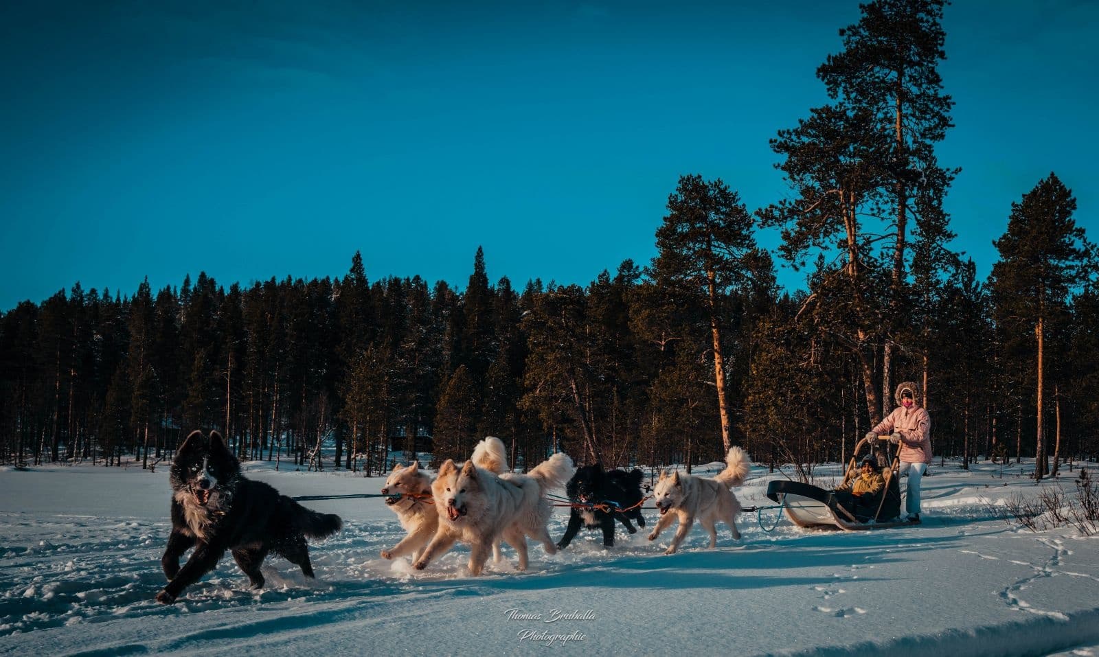 Close-up sled dog team pulling musher across flat snowy plain