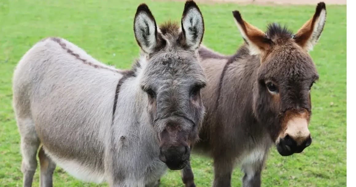 mobile-private-petting-zoo-grantsville-utah