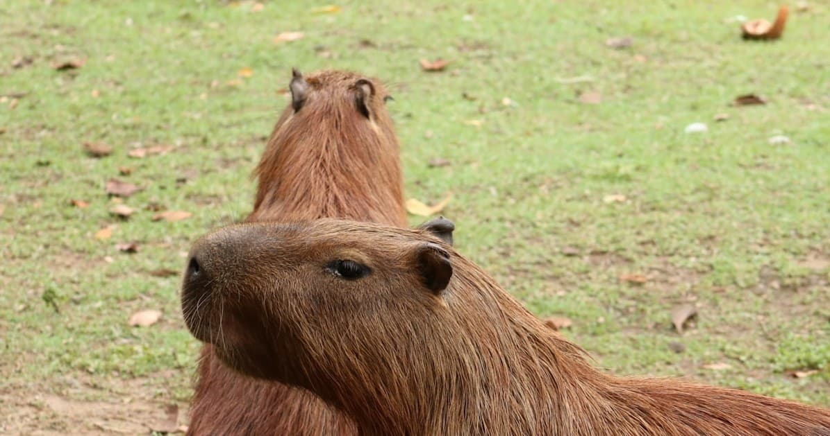 Capybaras lounging on grass in outdoor wildlife sanctuary