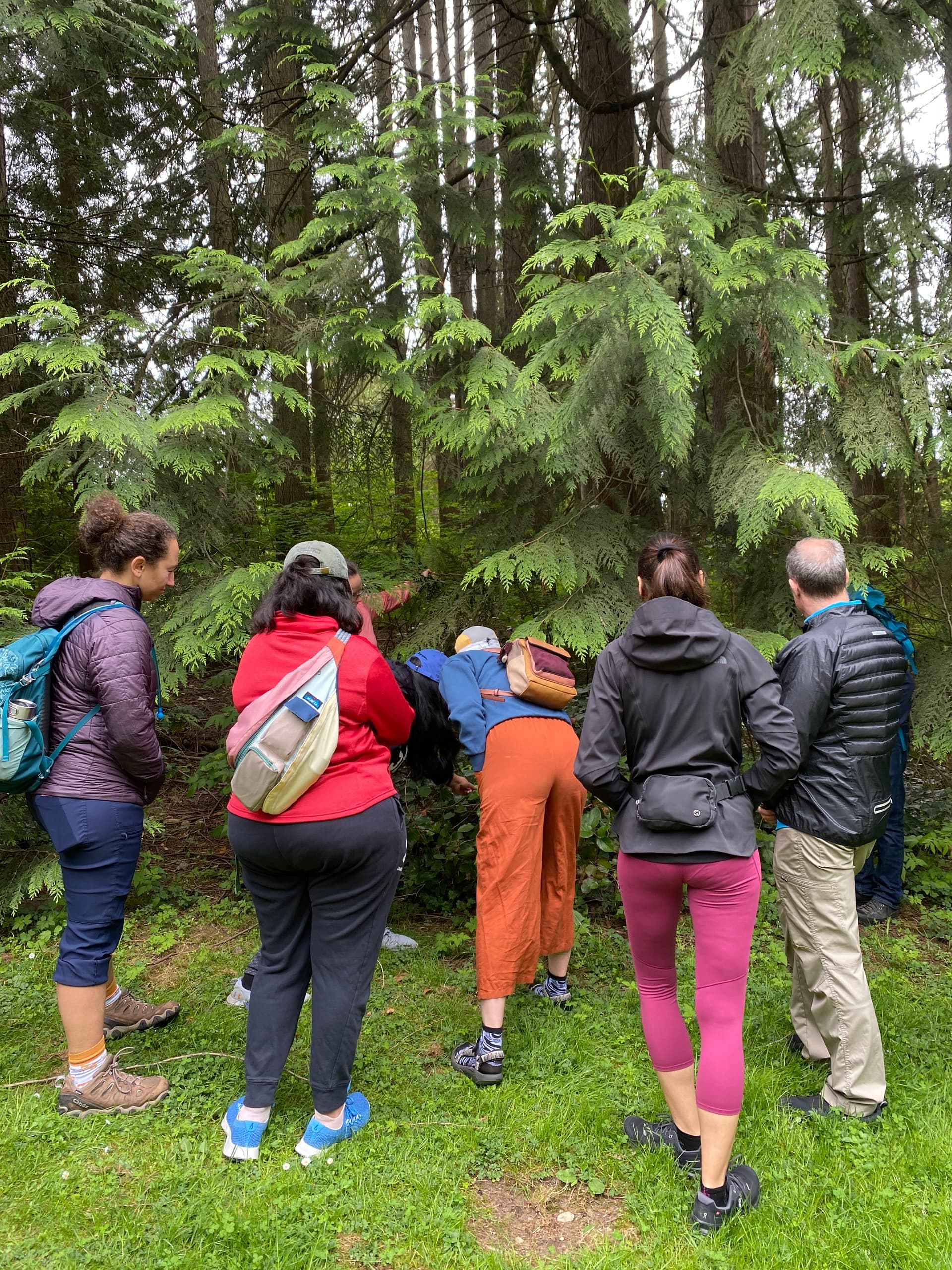 Wild Plant Foraging & Identification with Waterfront Holistic Health Ltd.