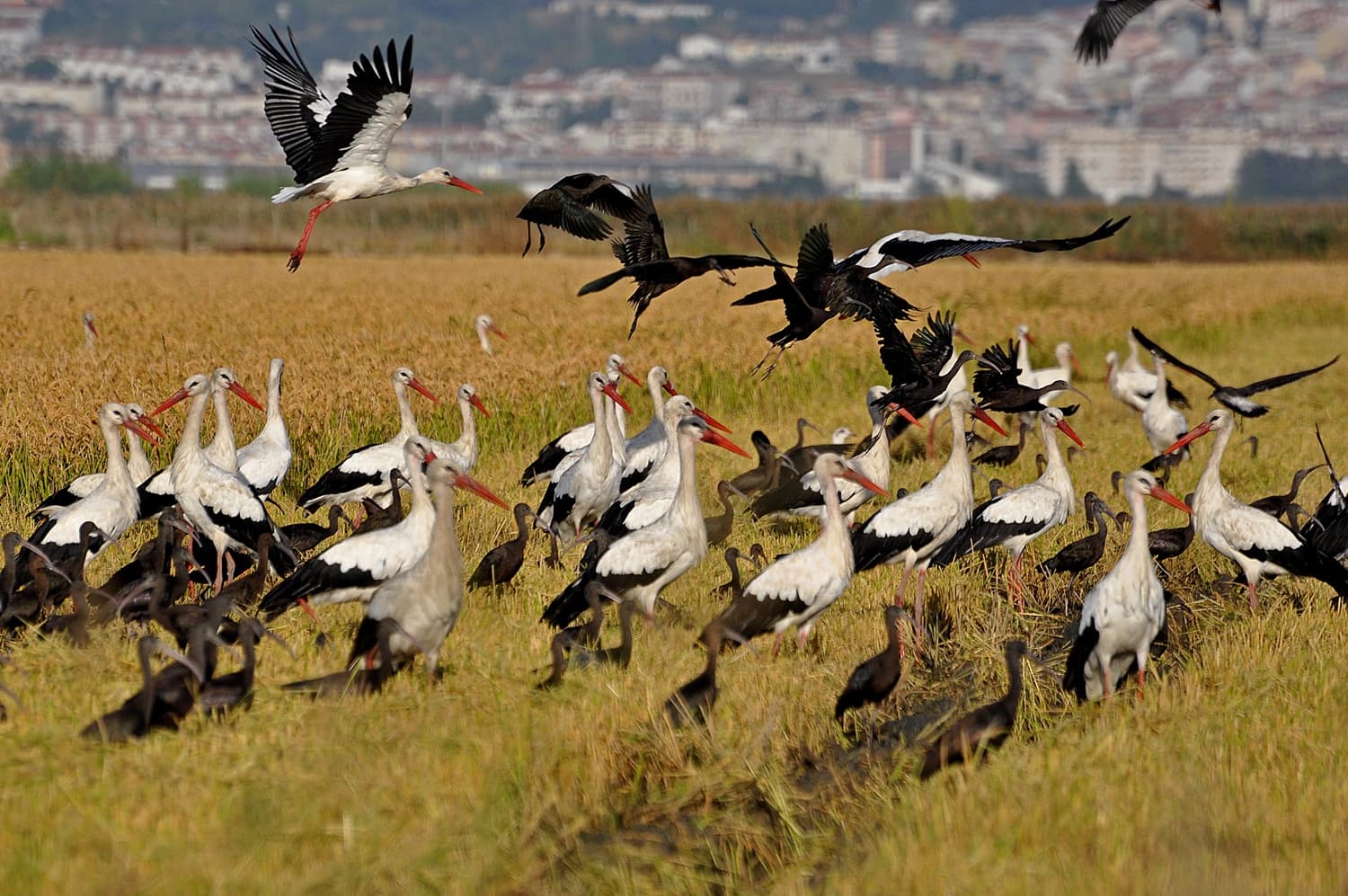 Land Adventures in Vila Franca de Xira with Companhia das Lezírias