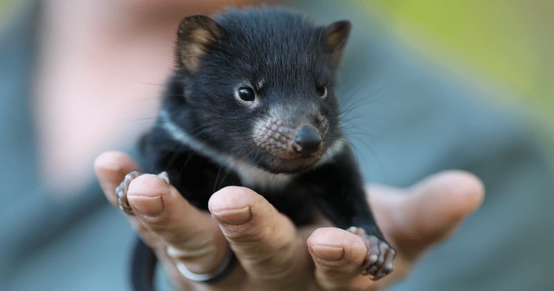 Wildlife Tours at Aussie Ark – Devils in the Wild