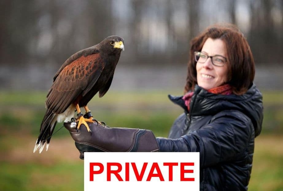 Wildlife & Nature Falconry in Milford with Masters Of The Skies
