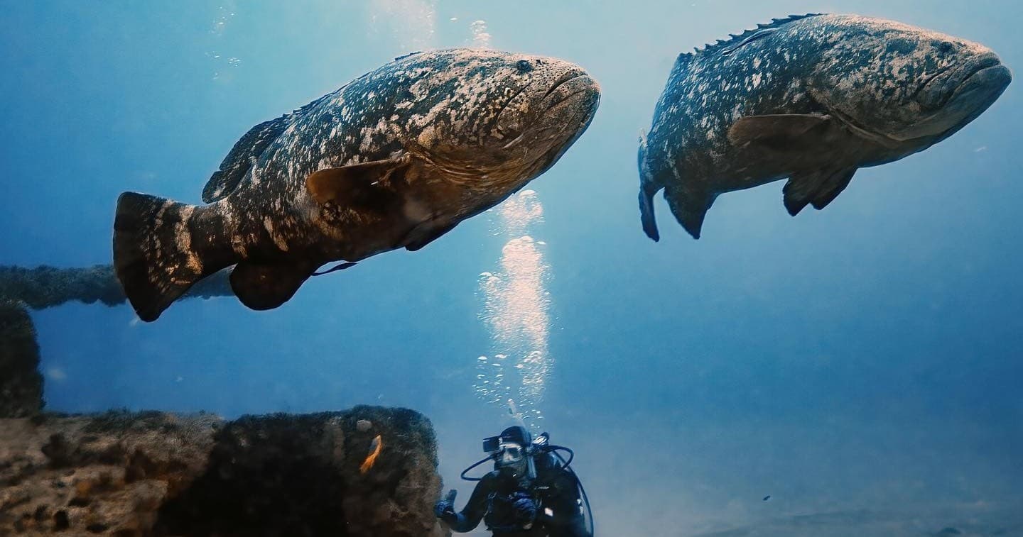 Water Activities: Mac's Sports Goliath Grouper Dive Experience in West Palm Beach