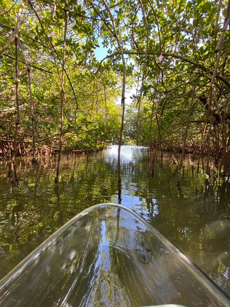 Clear Kayak Tours with Get Up and Go Kayaking in Vero Beach