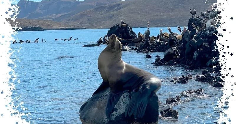 Whale Shark & Sea Lion Adventure with Salty Life Baja