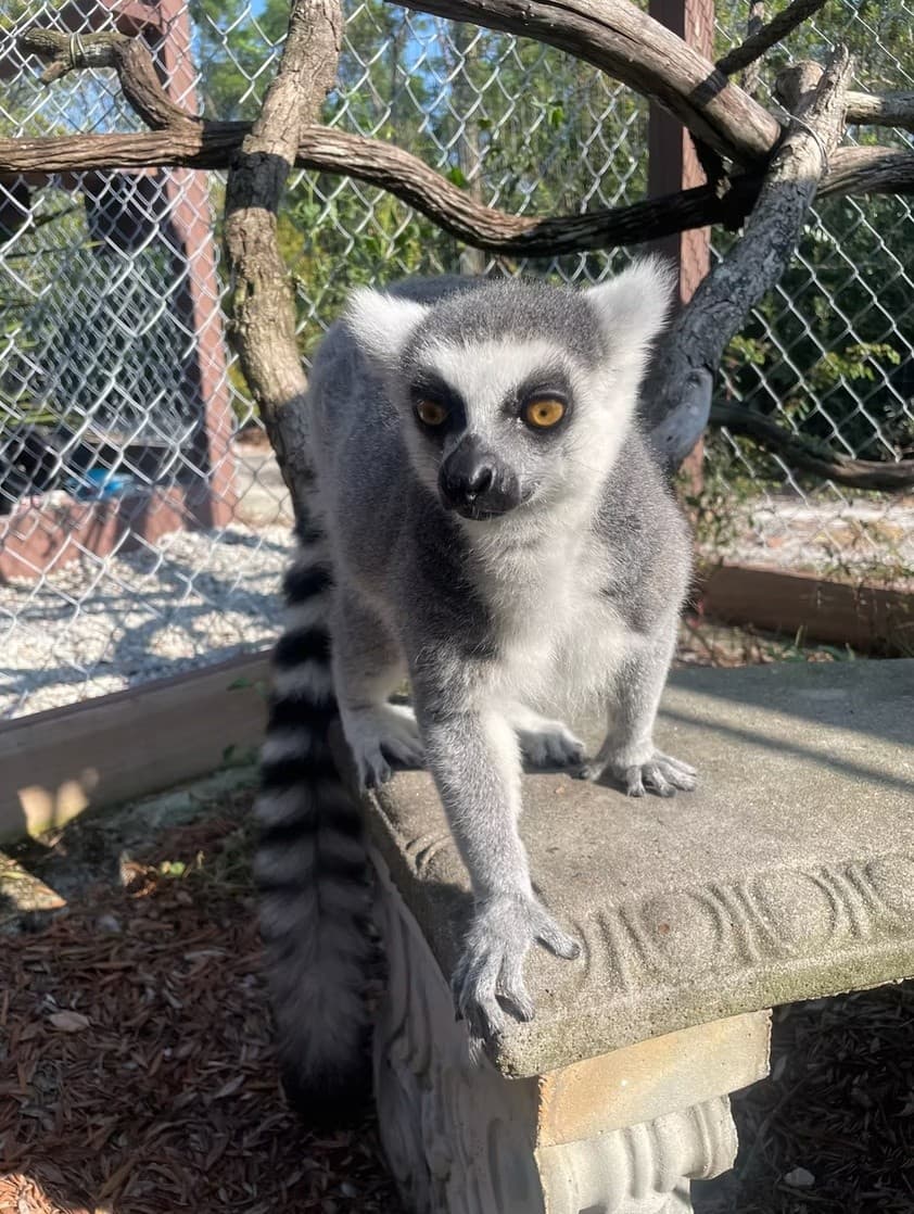 Private Guided Wildlife Tour at 101 Paws and Claws in Deltona photo 1
