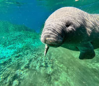 Manatee Tours in Homosassa, Florida: A Water Adventure