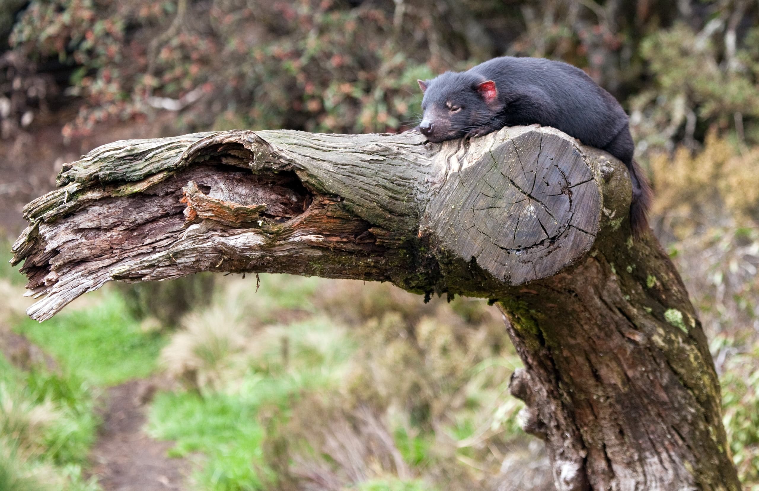 Tasmanian devil resting on a log in Cradle Mountain bush