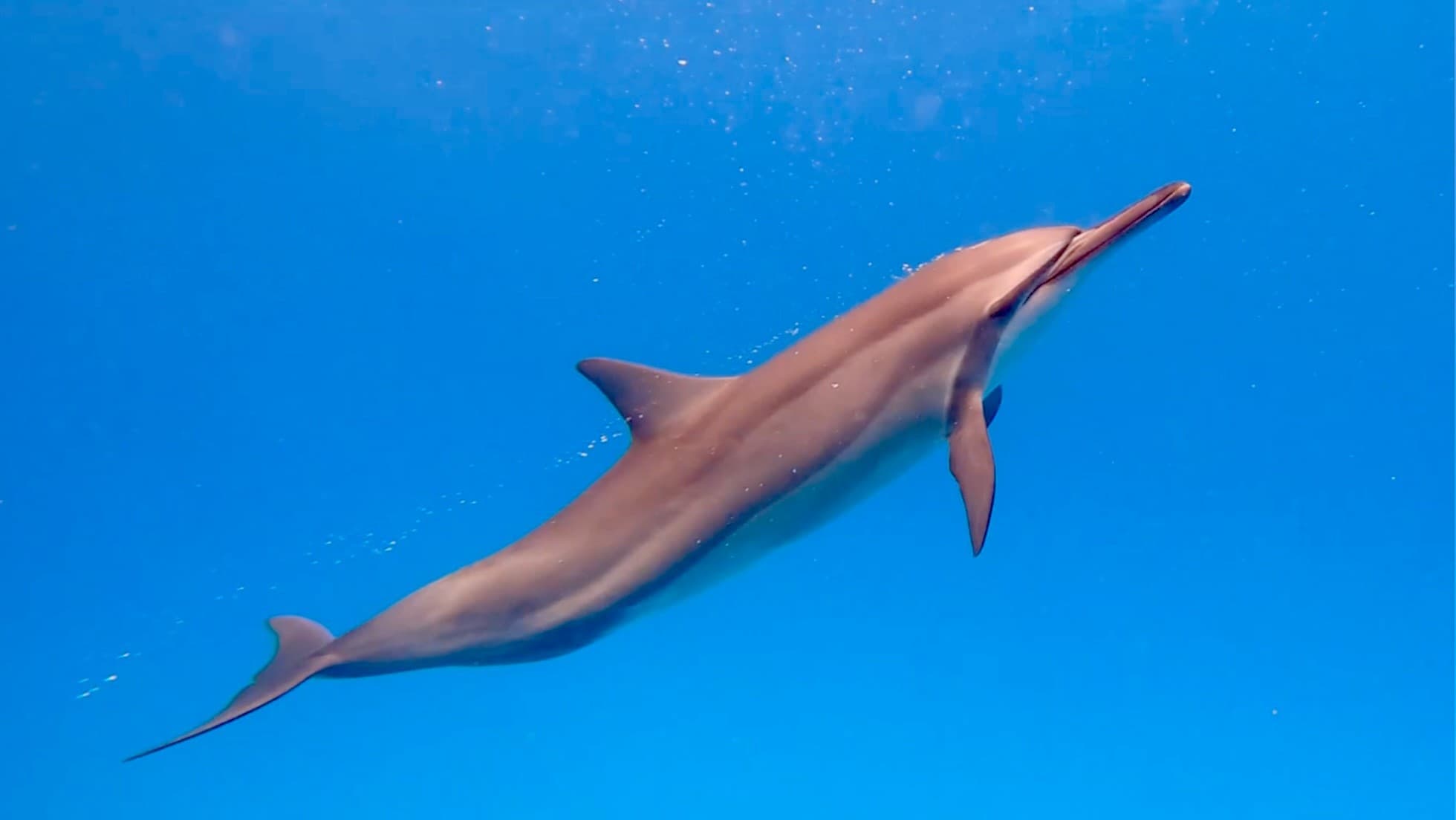 Kohala Coast Premium Two-Reef Snorkel and Dolphin Viewing — Kawaihae Small-Group Adventure