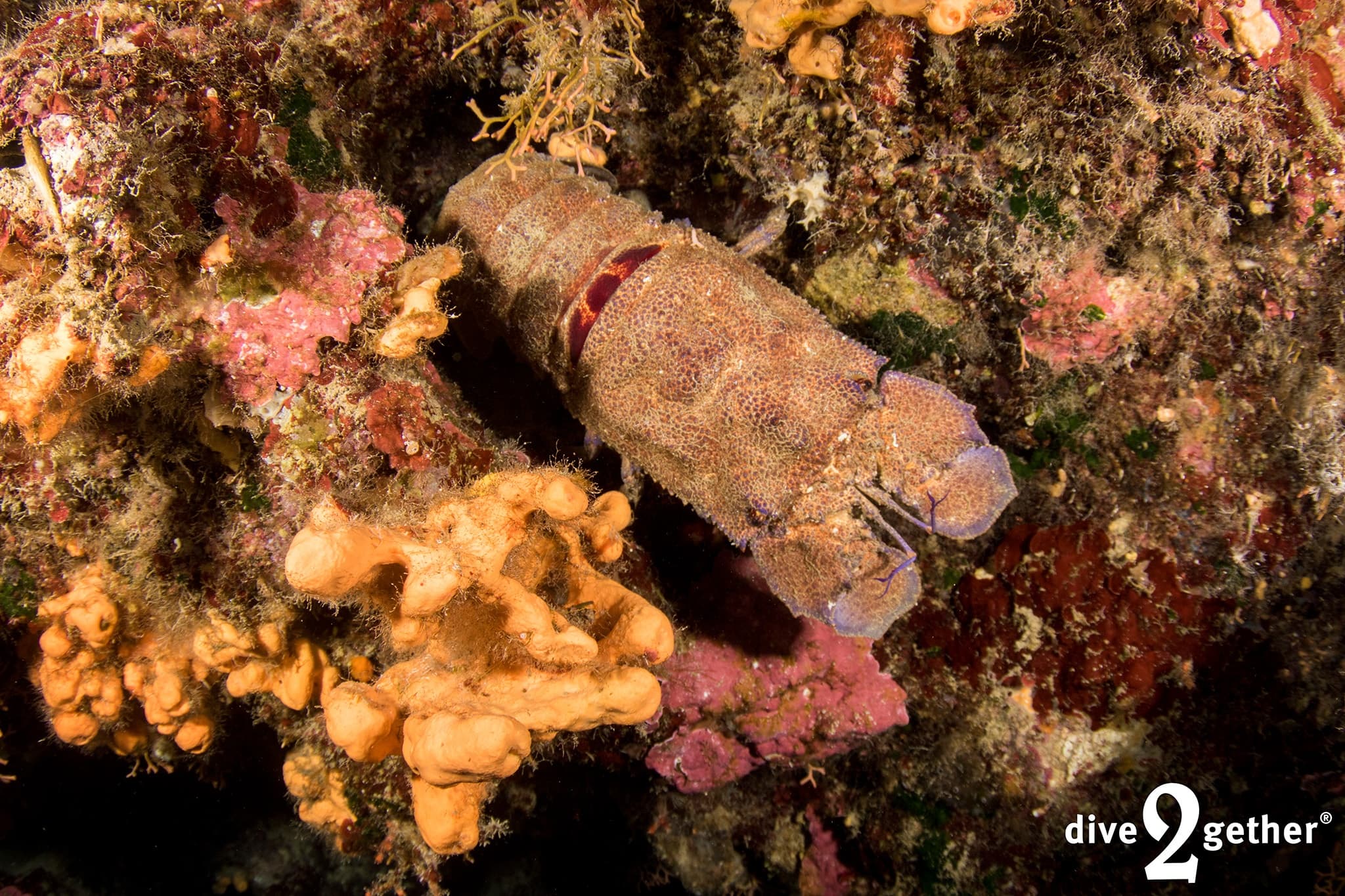Master Boat Dives Aboard the Philomena: PADI Boat Diver in Plakias, Crete photo 3