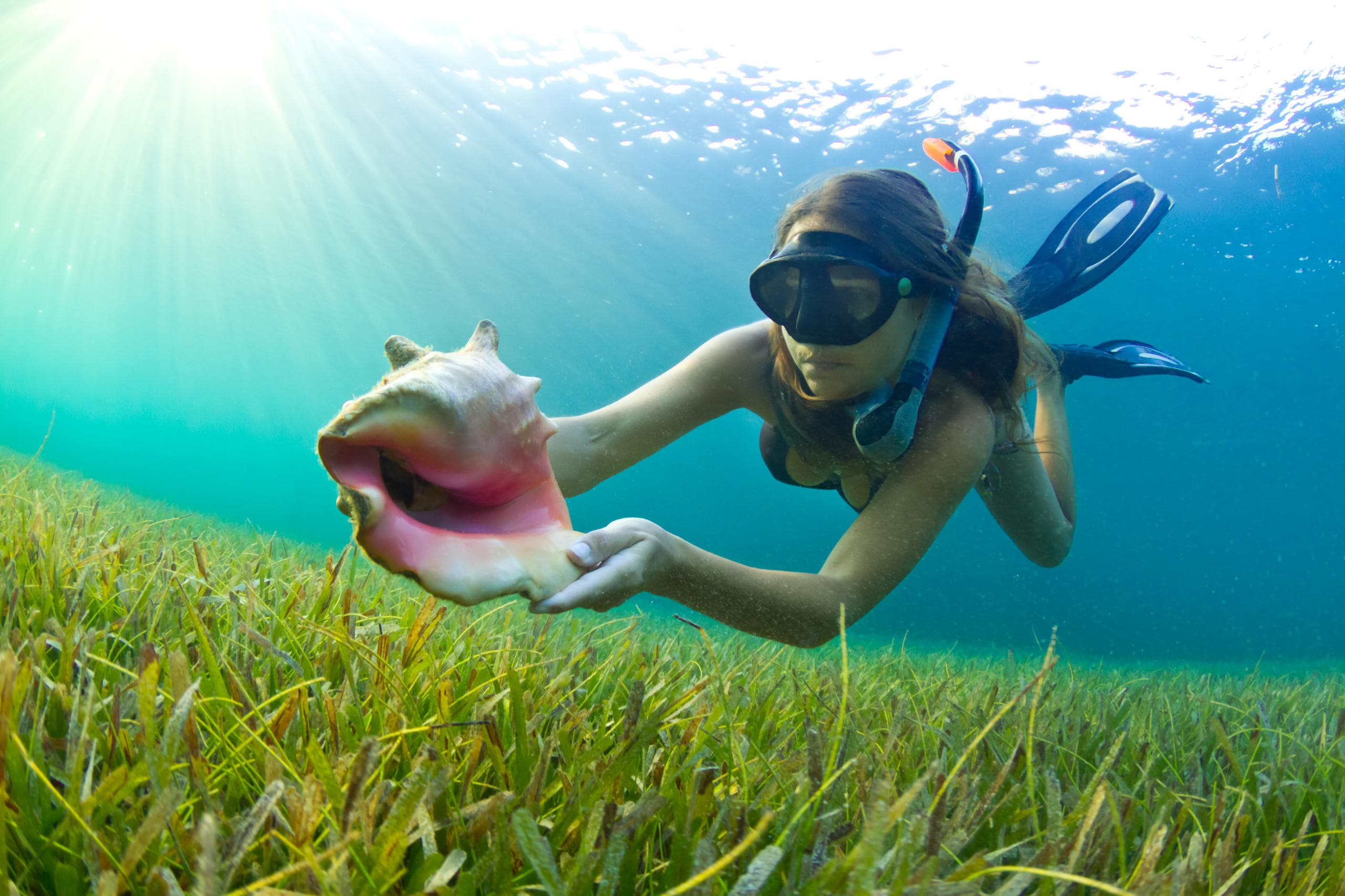 Snorkeler underwater holding conch over seagrass, marine exploration