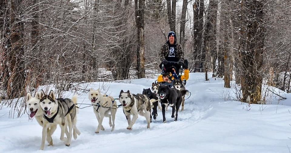 Dog sled team running through snowy forest trail with trees