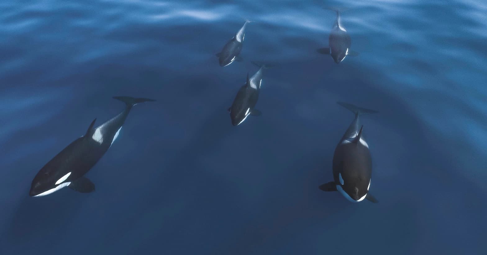 Exclusive 6-Passenger Dolphin and Whale Watching Adventure in San Diego