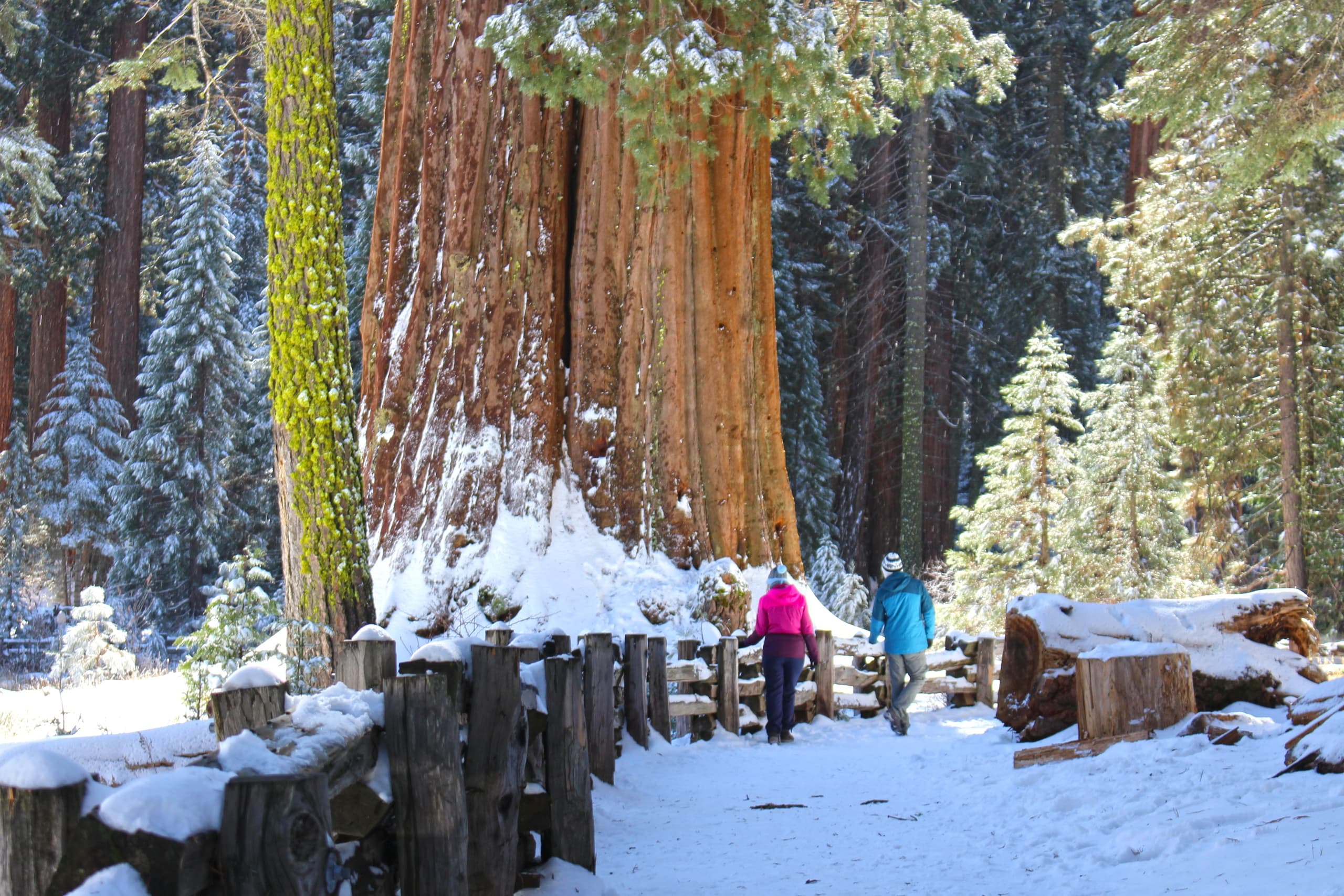 Sunset Among Giants: Sequoia Guided Hike in the Giant Forest photo 4