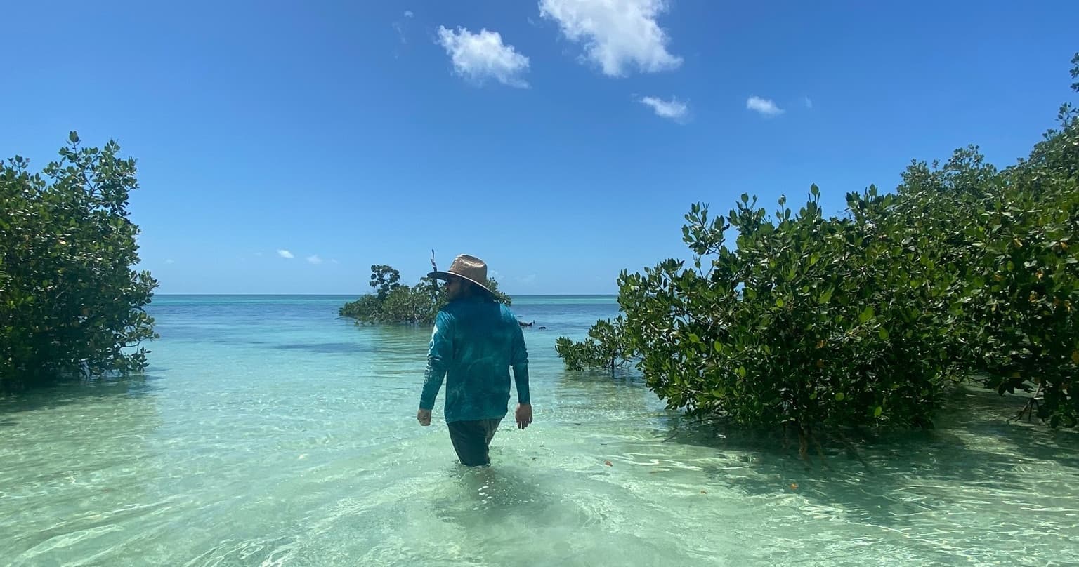 Wader exploring coastal mangroves in shallow clear water, guided eco tour