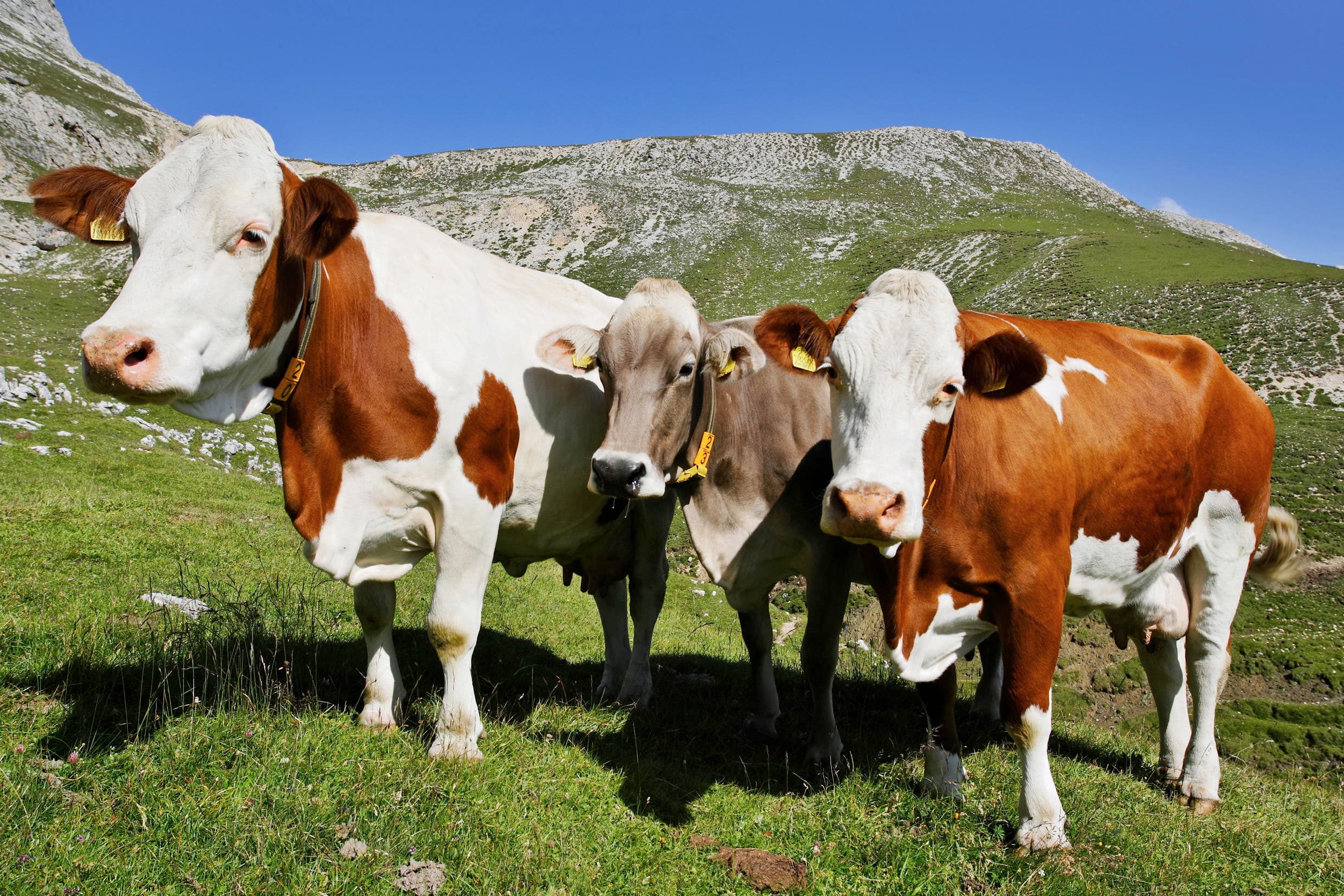 Alpine Lake & Cow Milking Tour at Passo San Pellegrino