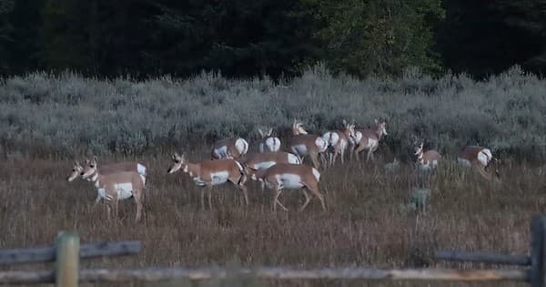 Grand Teton Sunrise and Sunset Wildlife Tour: A Jackson Hole Wildlife Window