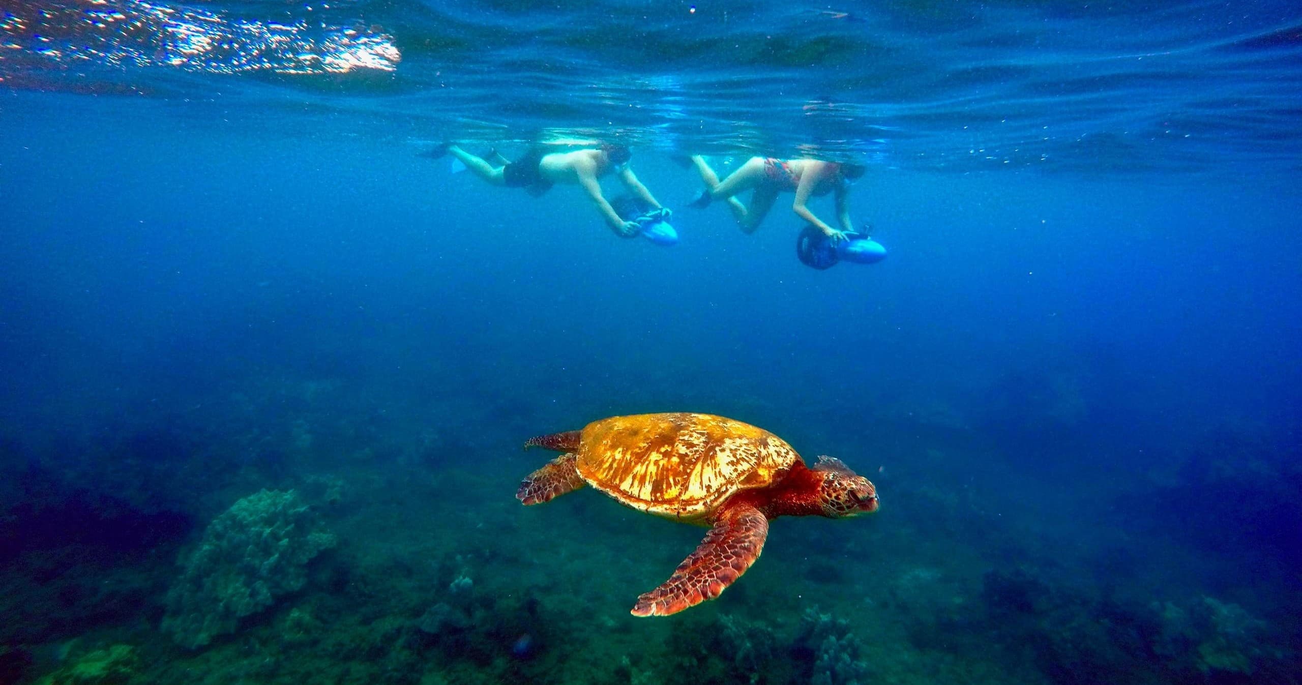 Green sea turtle swimming under snorkelers in clear ocean