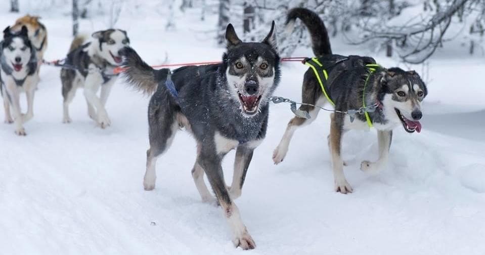 Winter Adventures with Hetta Huskies in Vuollika