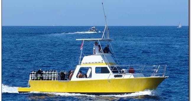Marine Wildlife Private Tours with Torpedo Tours in Kailua-Kona