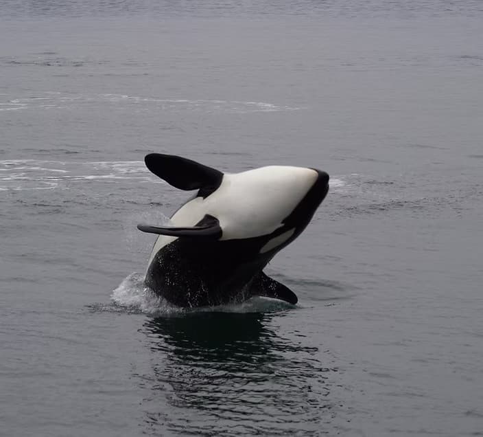 Inside Passage Wildlife Cruise from Ketchikan: 2.5-Hour Sea and Shore Tour