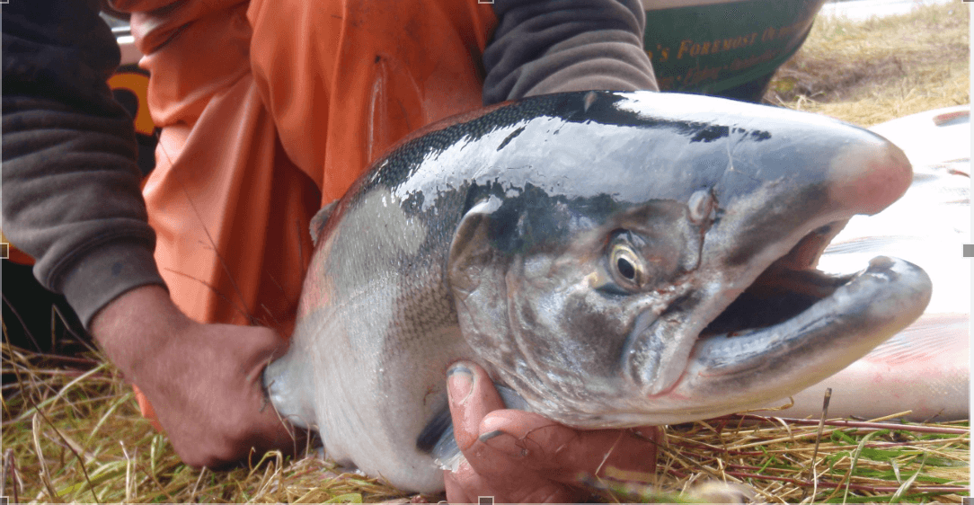 Salmon River Fishing Trips for Kenai Silvers in Alaska