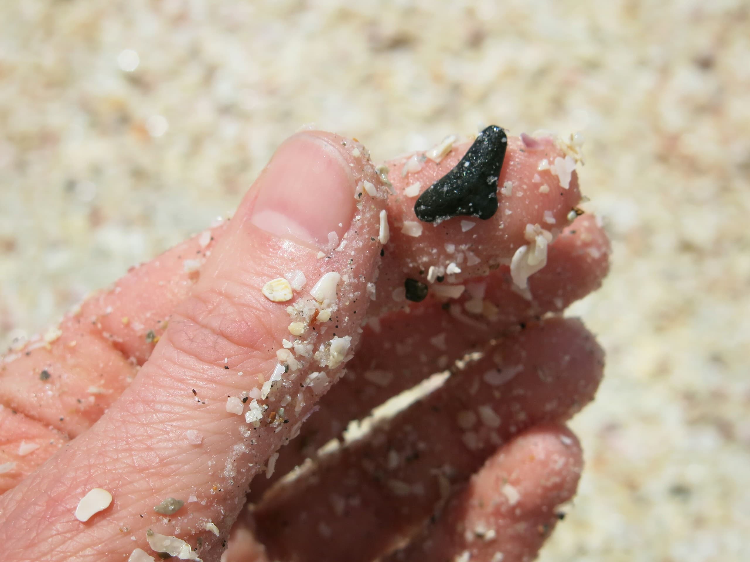 Shark Tooth Island Expedition: Mini Speedboat Tours & Fossil Hunting in Carolina Beach
