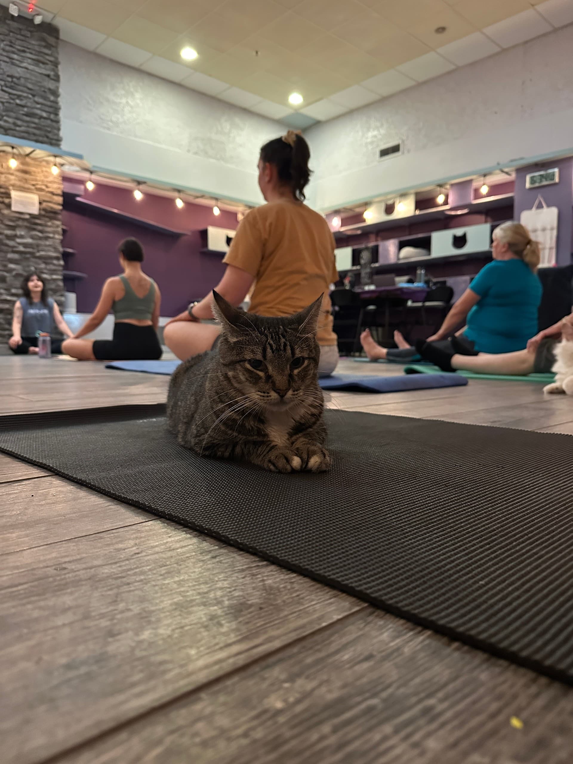 Purr-Friendly Yoga in Glendale: Slow Flow at a Cat Lounge