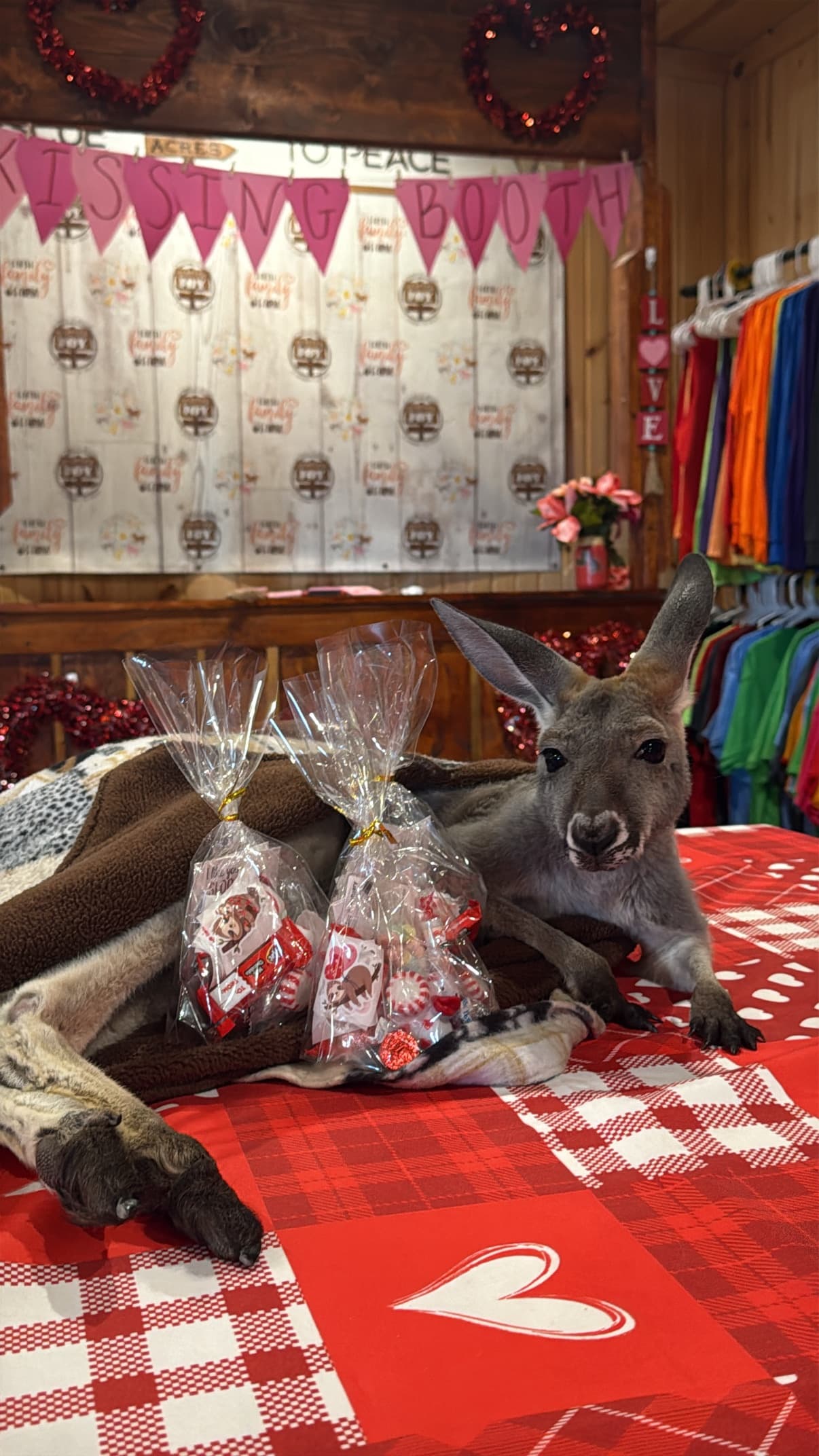 Meet Daisy Roo: Kangaroo Encounter at Scatter Joy Acres in Murray, Nebraska