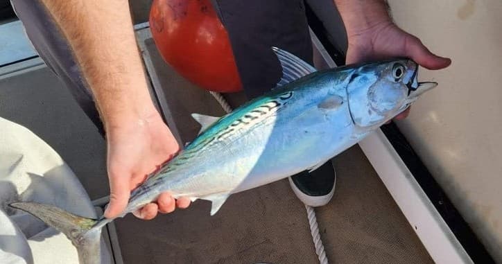 Sound-Side Crabbing Charter: A Thrilling 4-Hour Fishing Adventure Near Beaufort, NC